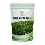 Green India SUPER NAPIER GRASS HIGH YIELD Seed