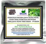 MGBN THE PATH FOR THE HEALTHIER LIFE WITH BEAUTY Sterculia Foetida, Java Olive, Peon, Poon Tree, Sterculia Nut, Bastard Poon Tree, Java Olive Tree Seeds - 10 Seeds