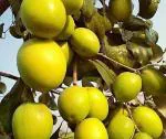 Baishnab Ber Apple PlantKul PlantThai Green Apple Ber Plant