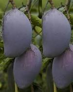 Globalplants Blackstone Mango Plant v