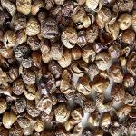 Xetomos Krantika Kateri Bhatkateiya Bruhati Dried with Seed 150gm