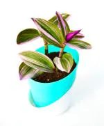 India gardening Pink Wandering Jew Plant Rare Tradescantia Nanouk Lilac Plant with Self Watering Pot