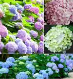 NooElec Seeds India 35 Seeds- Hydrangea Flower Seeds, Mixed Color - Easy to Grow, Large Colorful Blooms, Indoor/Outdoor Flower Bush Plant Seeds