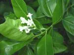 Plantzoin Day jasmine Din ka raja Cestrum diurnum Live Plant