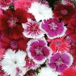 PARYAVARAAN Flower Seeds - Dianthus Flower Seeds Hybrid Winter Season Flower Seeds For Home Gardening (200 SEEDS )