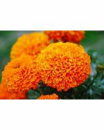Green World Organic Hybrid Marigold 1000 Seeds