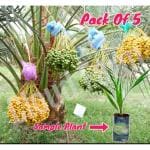 CLOUD FARM ARABIAN KHAJUR/DATE PALM TISSUE CULTURE TREE, Pack Of 5 SCF_163