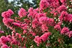 Online Plant Bazar Pink Furush Flower Lagerstroemia Live Plant-P2