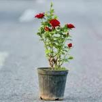 Cloud Farm Real Healthy Dark Red Rose Healthy Plant Hybrid For Balcony, Terrace, Outdoor Gardening CF_2061