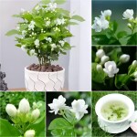 OXY GREEN PLANT Arabian Yasmin flower plant