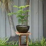 Plantlane Ceramic Medium Lotus Shape Bowl Pot/Planter For Plants (Coffee)