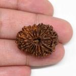 Feel Touch Mart Lab Certified 14 Mukhi Nepal Original Rudraksha
