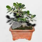 GLOBALPLANTS CHINA BANYAN TREE BOT PLANT