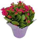 ONLINE PLANT BAZAR KALANCHOE PLANT(PACK OF-1)