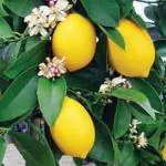 Dream mall Lemon Pati Very Juicy Rasaali Variety Lime Live Plant
