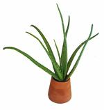 9blooms Oxygen Air Purifier Succulent Mud Outdoor Indoor Aloe Vera Plant with Pot