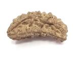 Feel Touch Mart 1 Mukhi Nepal Rudraksha for Men & Women with Crertified by Lab