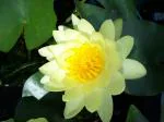 Indian Gardens Yellow Water Lily Live Plant