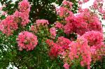 Online Plant Bazar Pink Furush Lagerstroemia Flower Live Plant