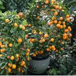 Cloud Farm Nagpur Mandarin Orange All Time Variety Grafted Santra Fruit Healthy Plants & Tree(1-1.5 Ft Size) CF_187