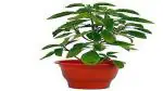Platone Tulsi Plant Shyama Tulsi Plant