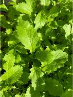 XOLDA Carrot Black Seed (37 per packet)