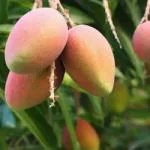 Puspita Nursery Sindhu Mango Tree (Sindhu, Grafted, Seedless Mango) - Plant