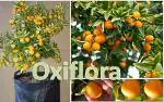 Oxiflora Lemon Sweet Thai Kumquat Nimbu Variety Lime Fruit Grafted Live Plant & Tree