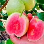 Cloud Farm All Time Red Diamond Guava Plant, Peyera,Amrud