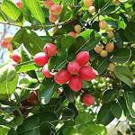 Cloud Farm Hybrid Karomcha Cherry Fruit Plant - 200 mm