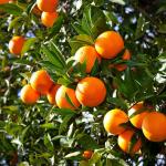 Earth Angels Orange PlantKomla Lebu PlantNagpur Orange Malta Lemon Fruit Plant