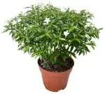 Cloud Farm Hybrid Min Tagar Jasmine Plant - 200 mm CF_A344