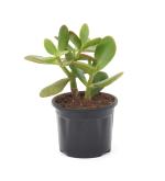 Studio Seed Crassula Ovata