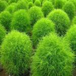 PARYAVARAAN Kochia Hybrid Seeds Flower - Kochia Green Color Hybrid Flower Seeds For Summer Season pack of 50 seeds