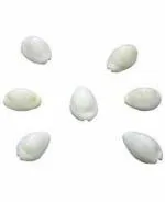 zoltamulata Zoltamulata Saraswati Kavach, White Cowrie, Saraswati Yantra, White Cloth and Gomati Chakra