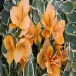 PLATONE Bougainvillea Plant_kajoj plant bsdjk pai(y245