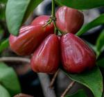 Cloud Farm Hybrid Wax Apple Jamun Plant - 200 mm CF228