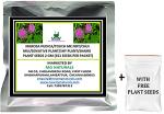 MGBN THE PATH FOR THE HEALTHIER LIFE WITH BEAUTY Mimosa Pudica, Touch Me Not, Chui Mui, Sensitive Plant, Shy Plant, Shame Plant Seeds 2 g (351 Seeds per packet) (with Free Plant Seeds)