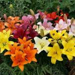 PARYAVARAAN Lilium Bulbs (Mix 10)