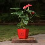 Yours Plants Anthurium Flowering Indoor Plant, NASA Approved Air-Purifier in colorful decorative Pot