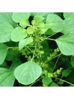 Odiplantz Indian copperleaf 3 Months Old Live Plant