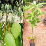 Cloud Farm All Time/Baramasi KATIMON Mango Thailand Variety Sweet Mango Healthy Plant Hybrid Grafted Plant & Tree( Pack of 1) CF_N1_78