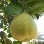 Cloud Farm Pomelo Big Size Sweet Citrus Lemon Plant. [CF05]