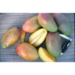 Exotica Orchids Rosigold Mango Plant-Grafted