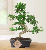 Abana Homes Bonsai Plants With Pot