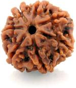 Shivoham Wooden 7 Mukhi Rudraksha