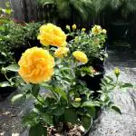 Cloud Farm Healthy English Yellow Rose Flower Plant for Balcony, Terrace, Outdoor Gardening CF_502