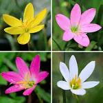 PARYAVARAAN Zephyranthes Rain lily flower bulbs -Yellow Colour-Pack Of 5 Bulbs By PARYAVARAAN