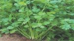 PLATONE Hybrid Coriander Green Aroma 1 packet seeds Seed(Pack Of1 pack of seed)