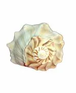 ZYANA Mohini Vashikaran Yantra Copper Plated for Pooja